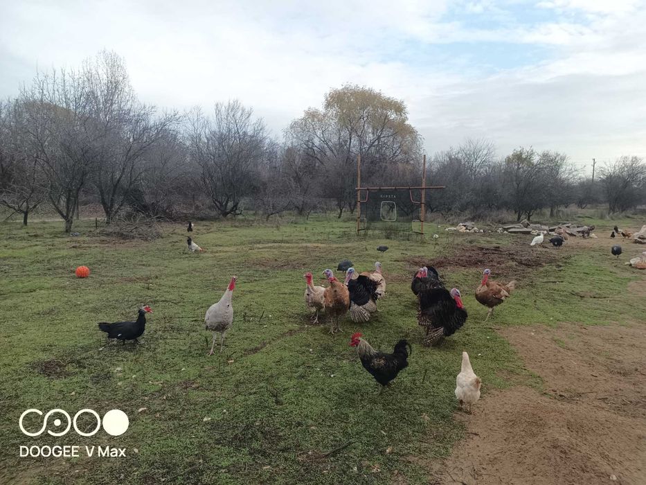 Домашни кокошки и петли