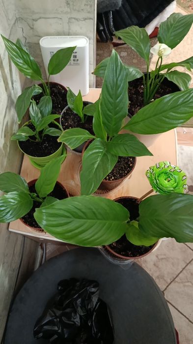 Антуриум . мужское