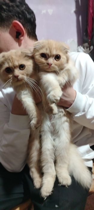 Срочно продам породистых котят вислоушек малышам 4 мес не дорого!
