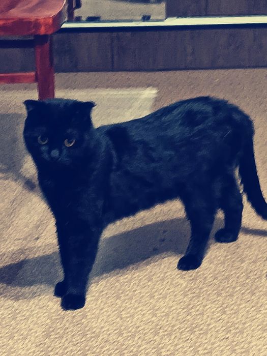 Hadyaga beriladi öğil bola mushuk