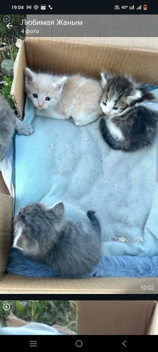 Отдам котят даром