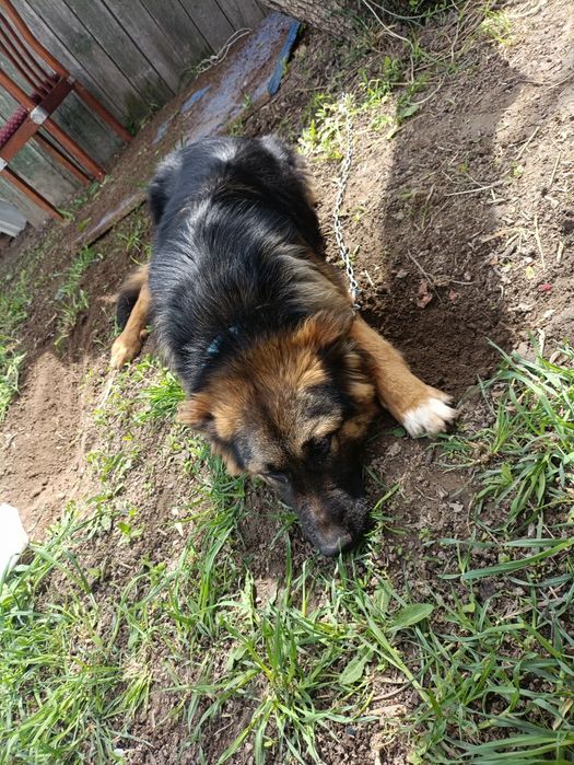 Немецкая овчарка  длино шорстная