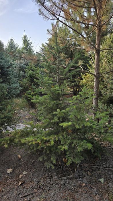 Альпийские пихты, Первые руки, Pihtalar birinchi qol