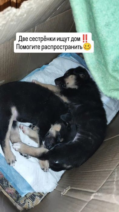 Щенки Срочно Бесплатно!