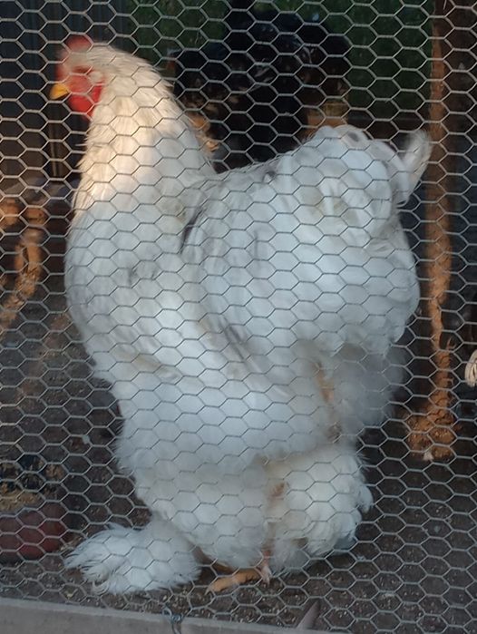Vand pasari de rasa si porumbei