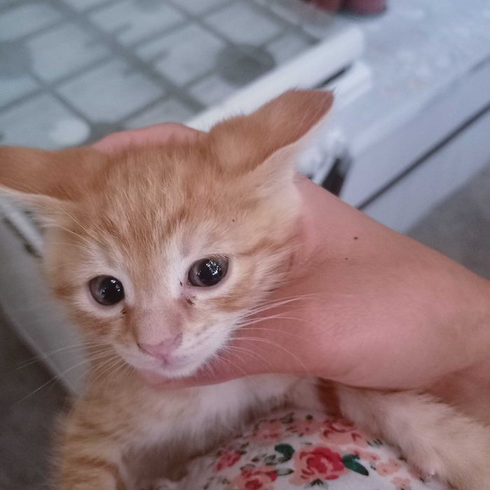 Mushuklar sutish