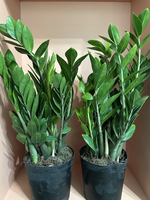 Комнатные цветы.