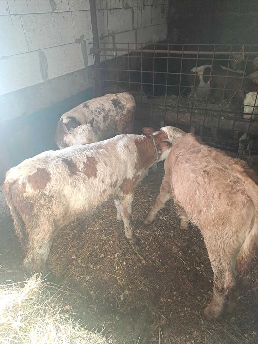 Vitei semi întarcati