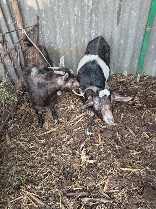 Vând /schimb cu oaie