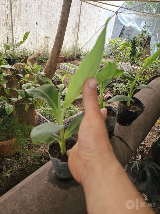 Banan va Papaya ko'chatlari garantyali