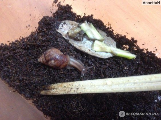 Продам улиток ахатин