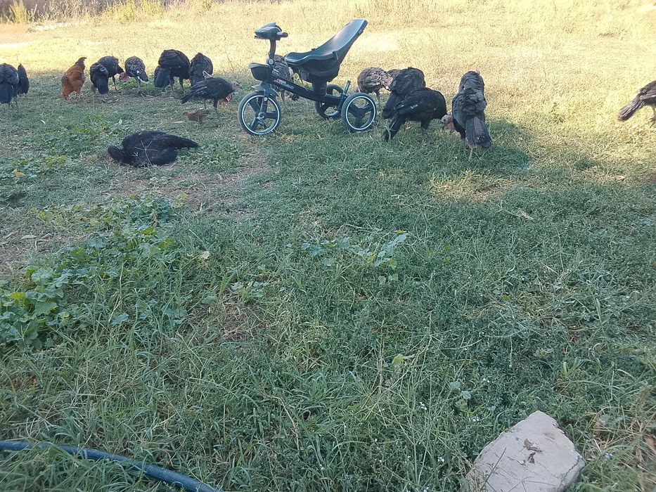 Продам продам продам