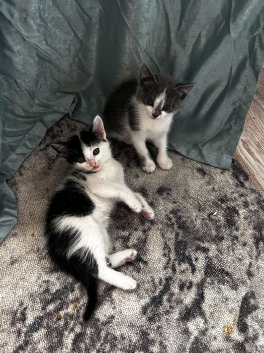 Отдвм котят в хороште руки