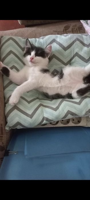 Котята 2мес, мальчик и девочка