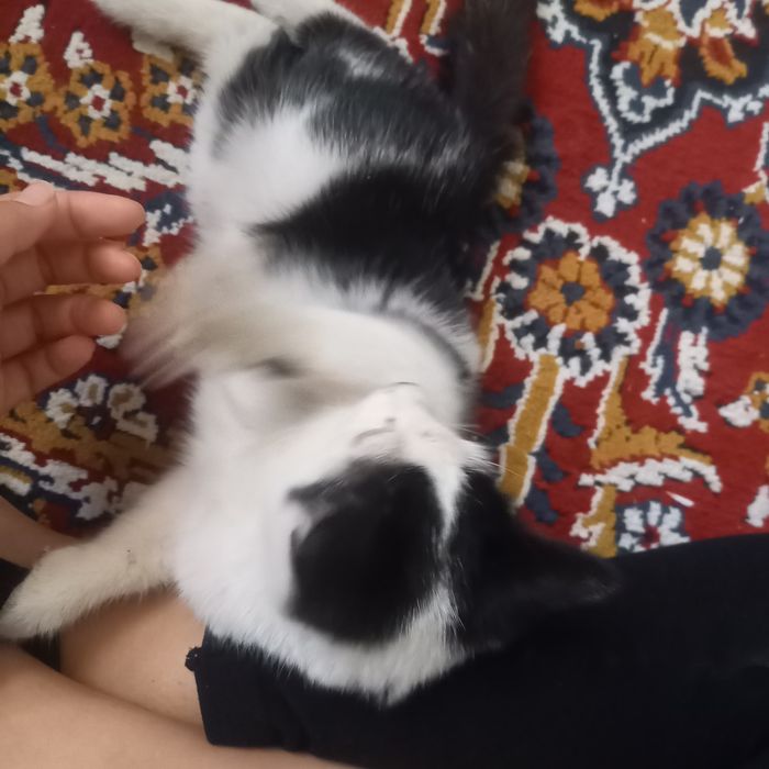 Aq qara misiq kishkene