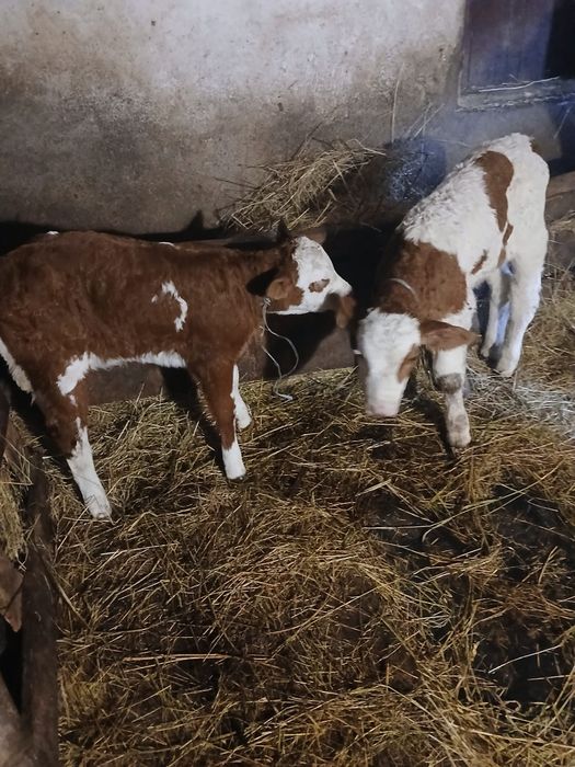 Tauras și vitea de vânzare!