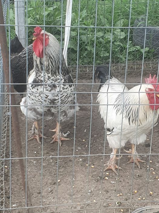 Perechi Cocos Brahma și gaină talie mare