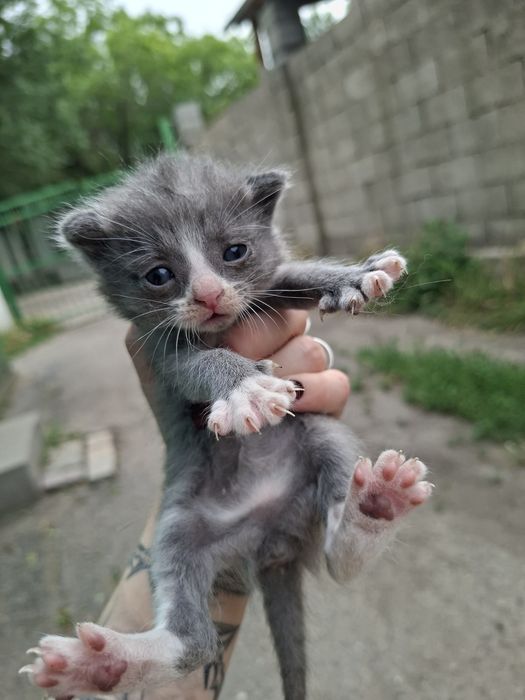 Отдам котят в хорошие руки