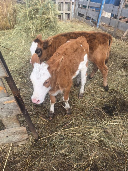 Коровы с телятами