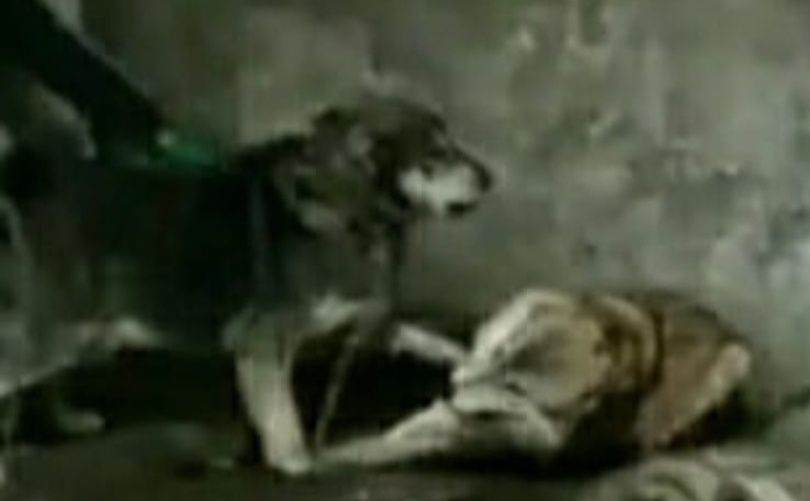 Кобель тобет казаки ит