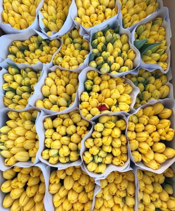 Тюльпаны по оптовым цене