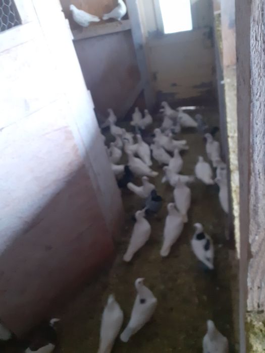 De vanzare porumbei voiajori