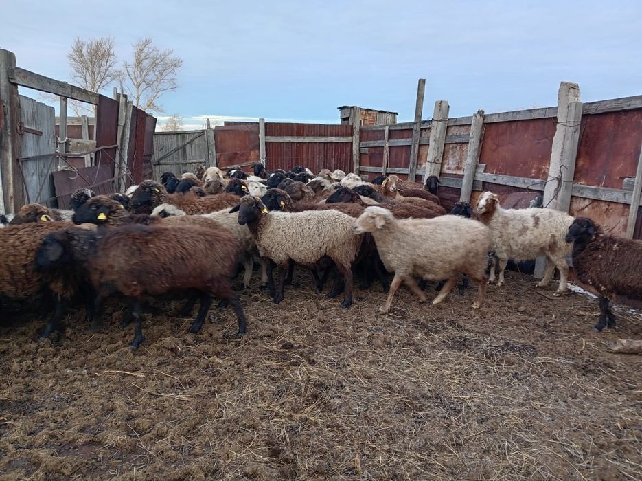 Қой сатылады , овцы