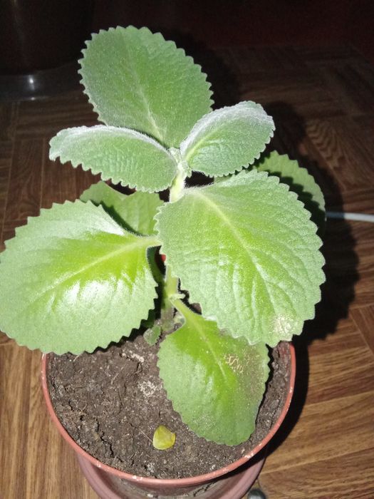 Разные Цветы Домашние.