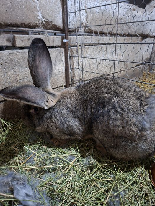 Vând iepuri Uriaș German Gri