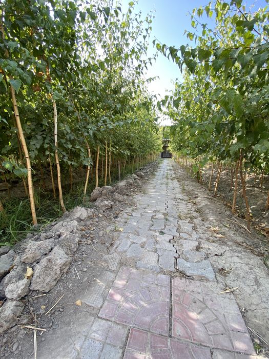 Берёза Beryoza (oq qayin).