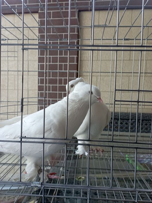 Продам Андижанских голубей крупные