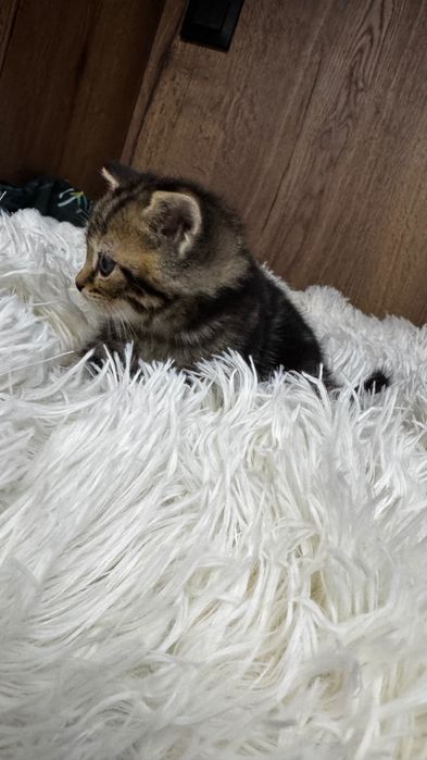Продам шотландского котенка