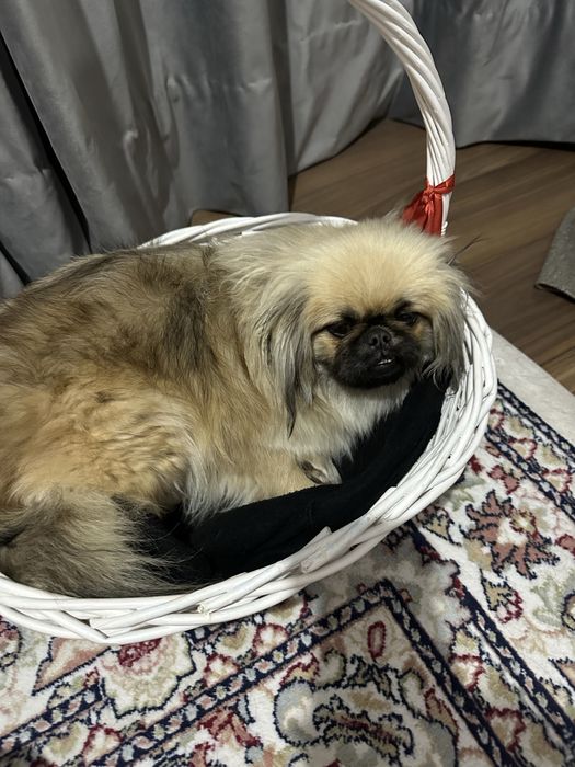 Потерялась собака