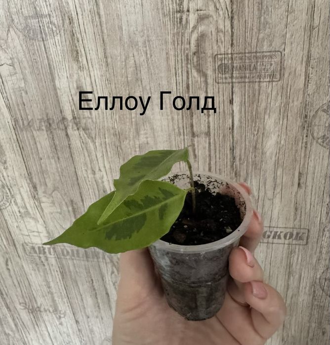 Комнатные растения