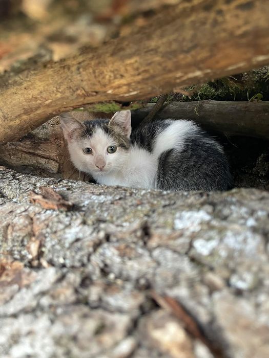 DONEZ!! Pui de pisica (băiețel)