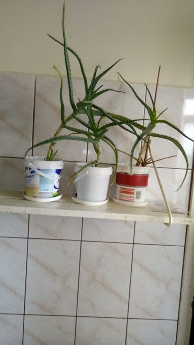 Plante de apartament pentru purificarea aerului