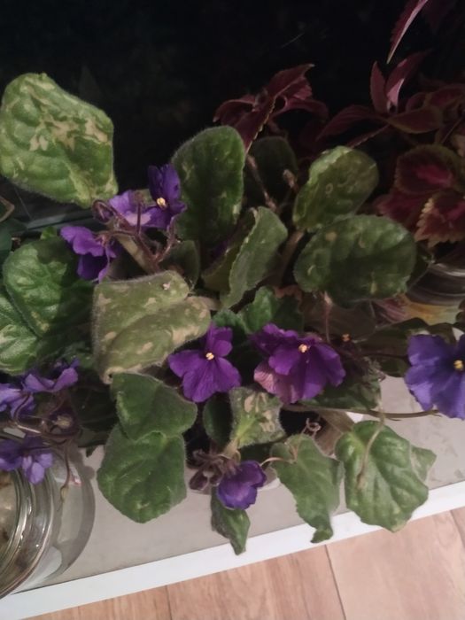 Цветы домашние. Разные.