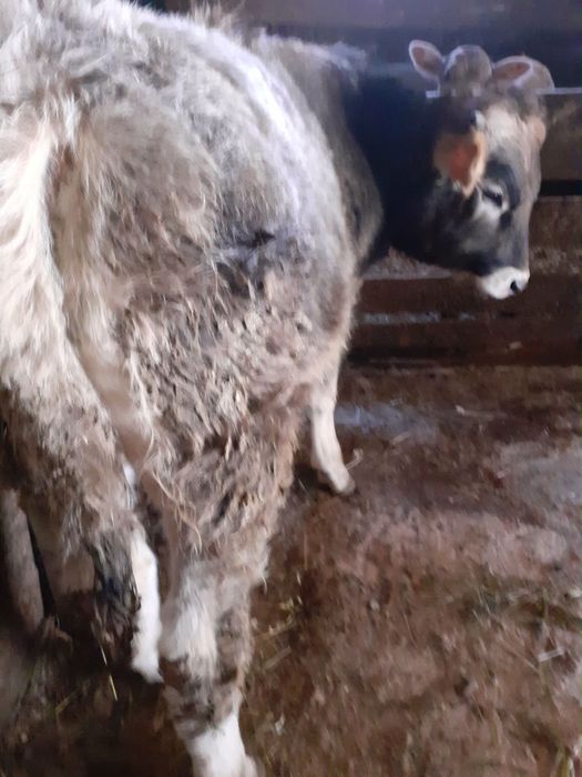 Vand tauras si vitea