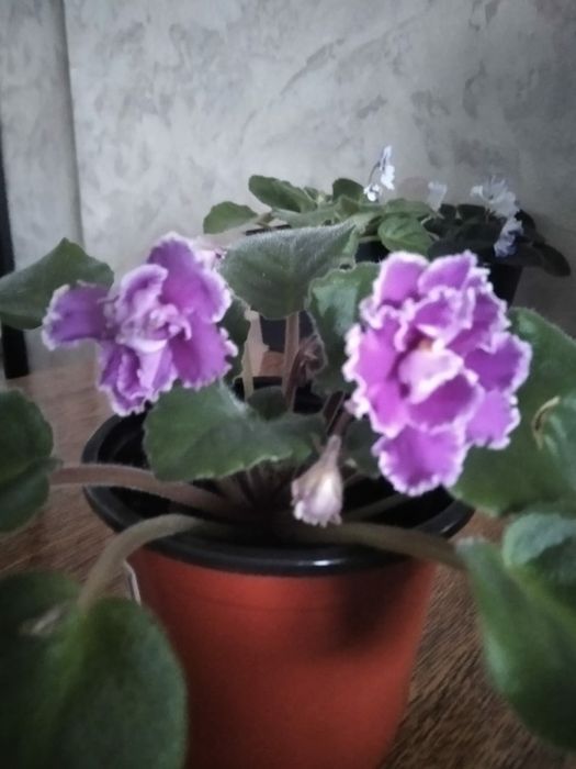 Продам сортовые цветущие фиалки