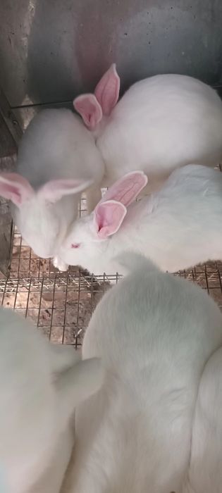 Куйонлар заказга сойиб берамиз