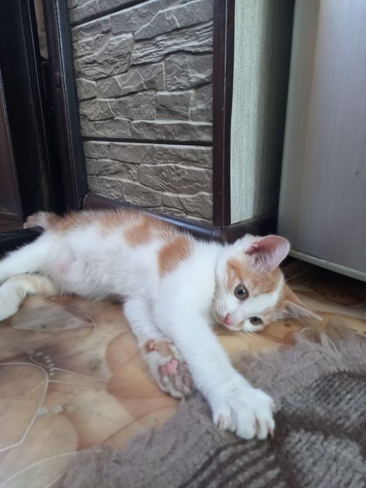 отдам котенка (девочка)