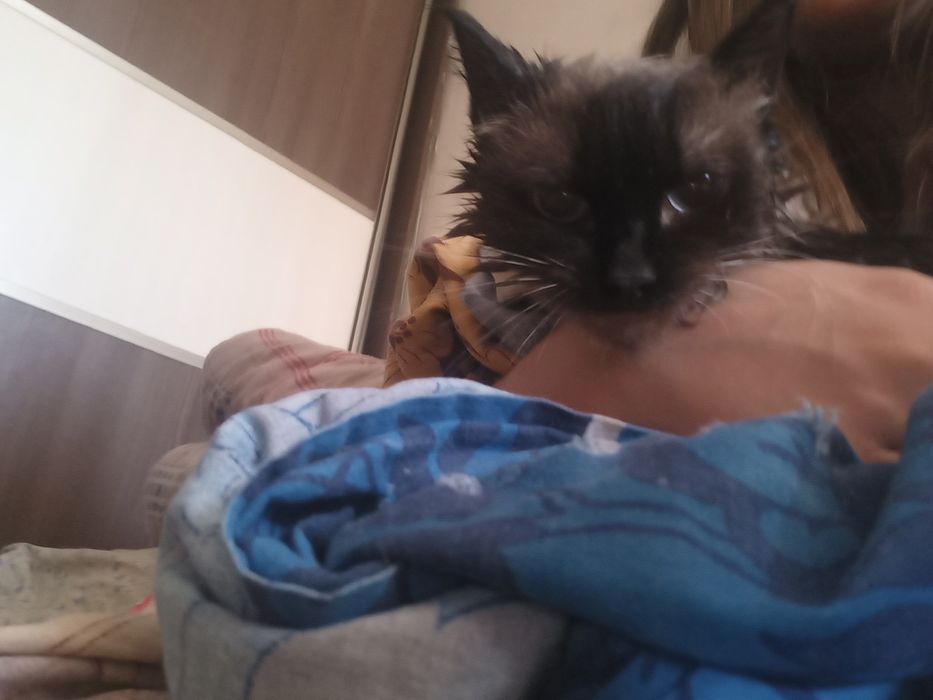 Пропала кошка сиамская