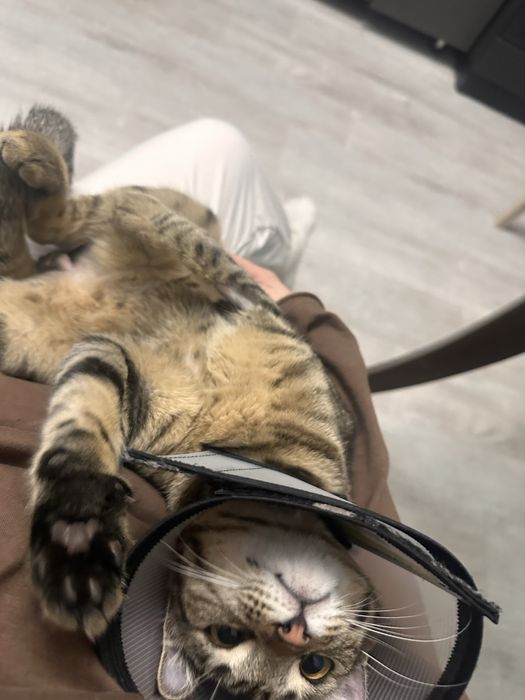 Отдам котека в добрые руки