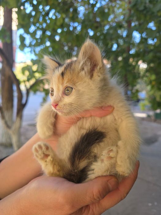 Котята девочки около месяца