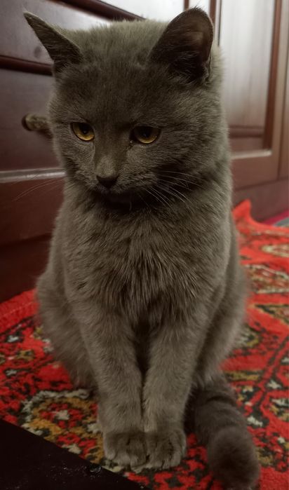 Mushuk skotej flod