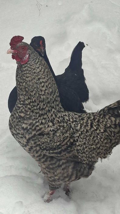 Продам петухов молодых