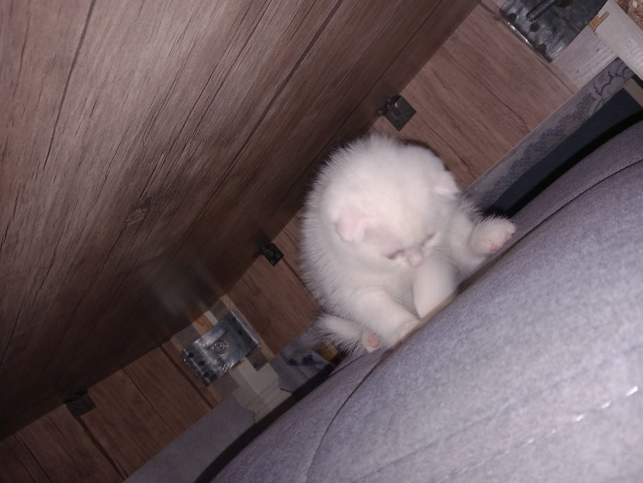 Котёнок, шотландская веслоухая