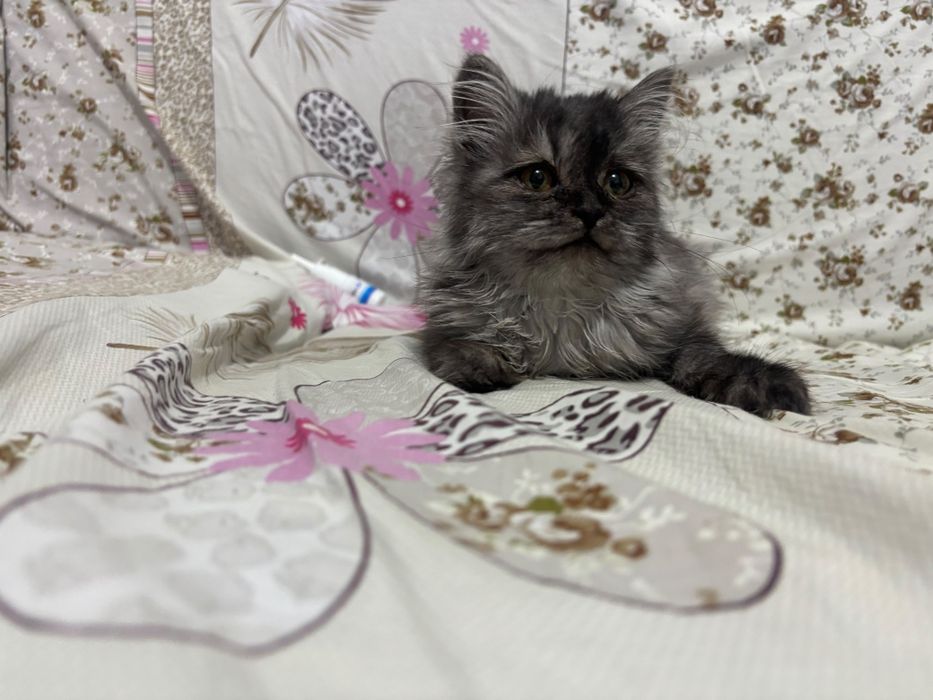 Отдам кошечку  в добрые руки