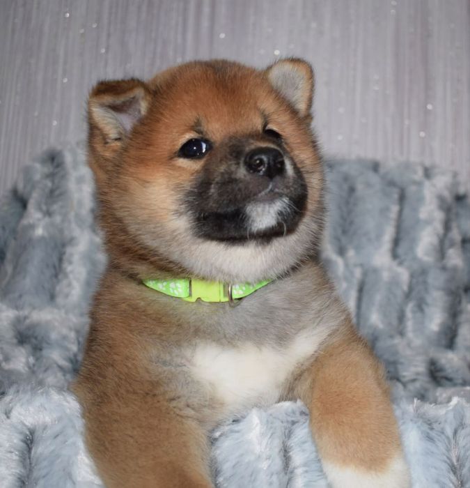 Мальчик Сиба Ину 10 месяцев