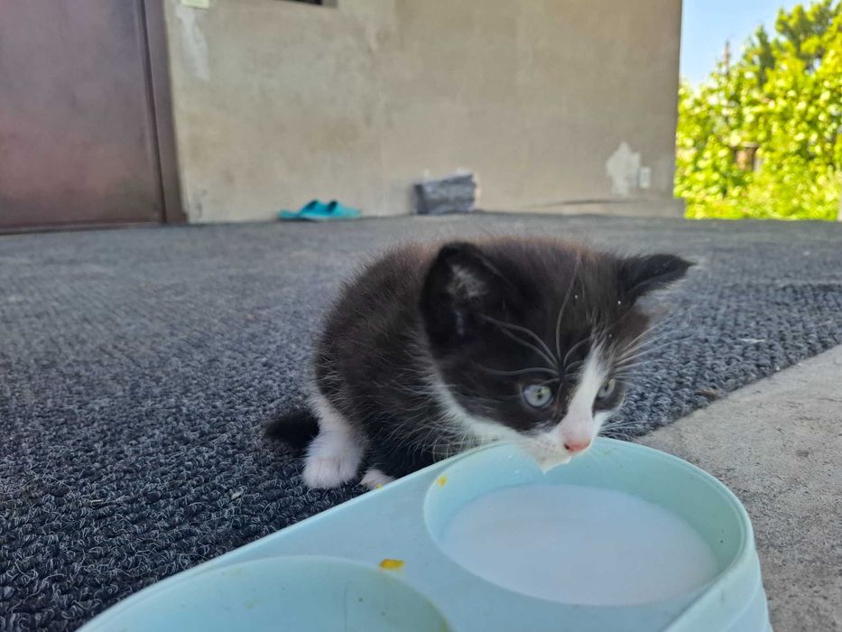 Отдам бесплатно котят Мысық тегін